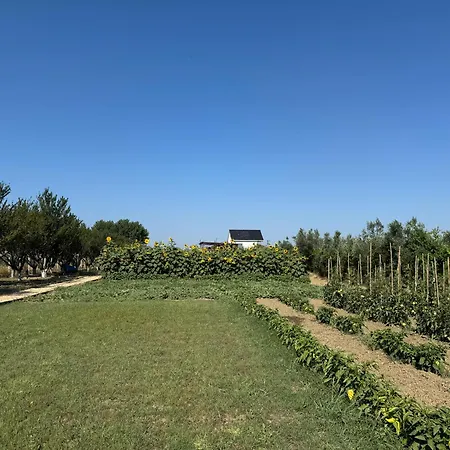 Te Vreshti - Container Durrës