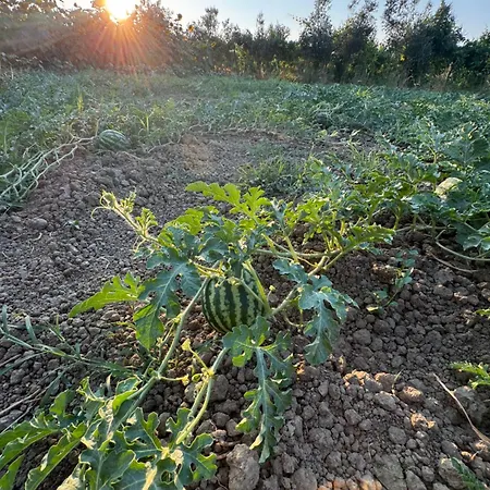 בית נופש Te Vreshti - Container