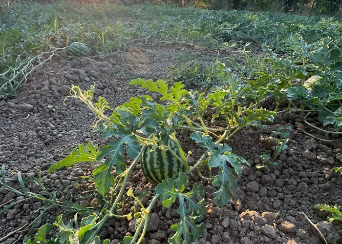 Holiday home Te Vreshti - Container